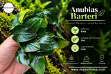 Anubias Barteri Classic