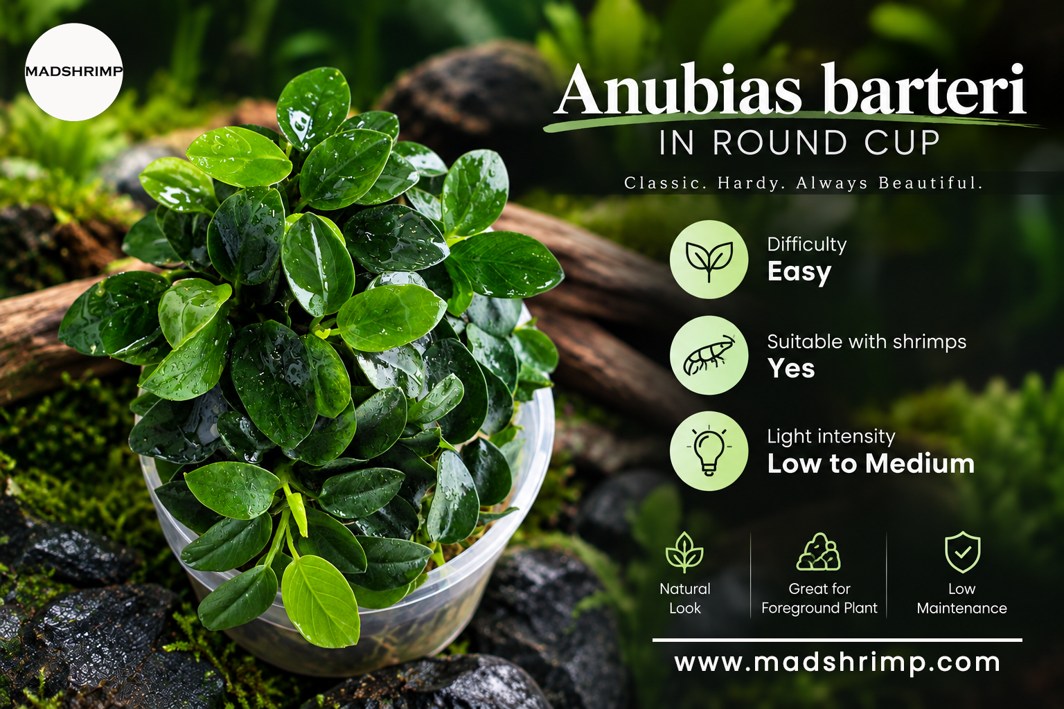 Anubias barteri in round cup