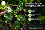 Anubias sp Variegated