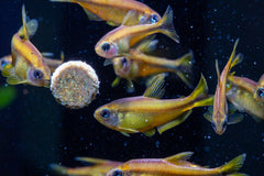 Hyphessobrycon Notidanos Yellow