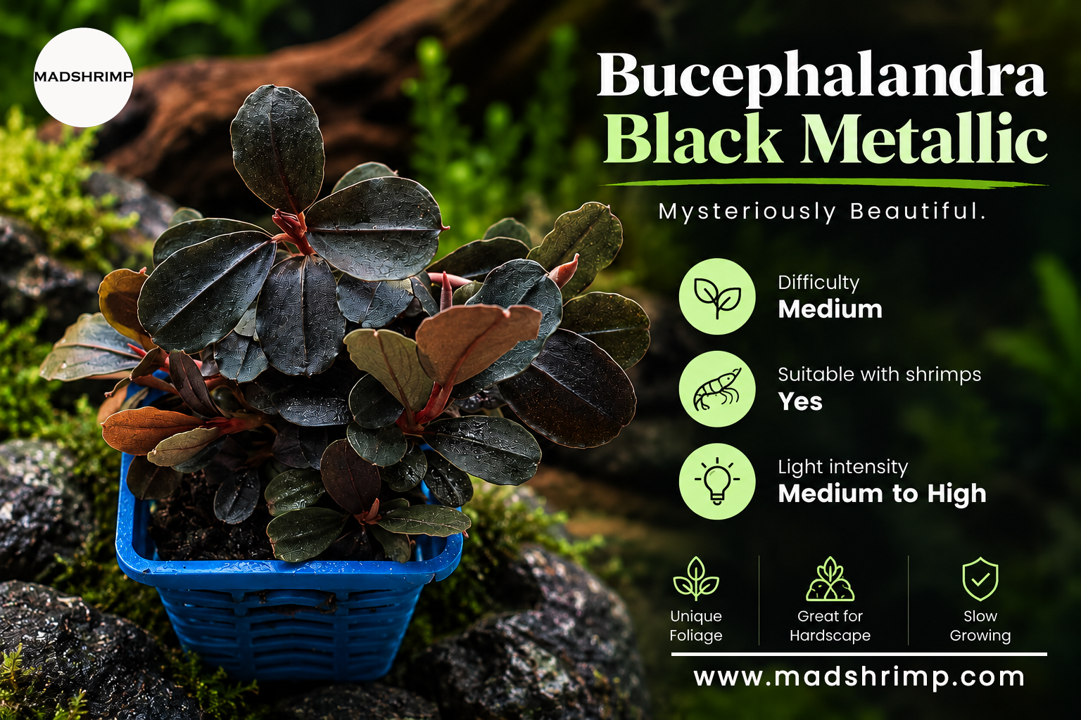 Bucephalandra Black Metallic aquarium plant