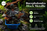 Bucephalandra black metallic