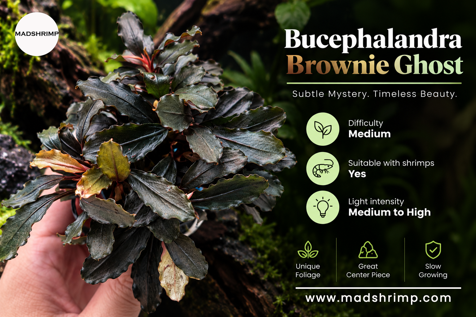 Bucephalandra Brownie Ghost aquarium plant
