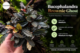 Bucephalandra Brownie Ghost