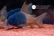 Rio Tomo Corydoras (Hoplisoma CW217)