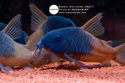 Rio Tomo Corydoras (Hoplisoma CW217), photo 2