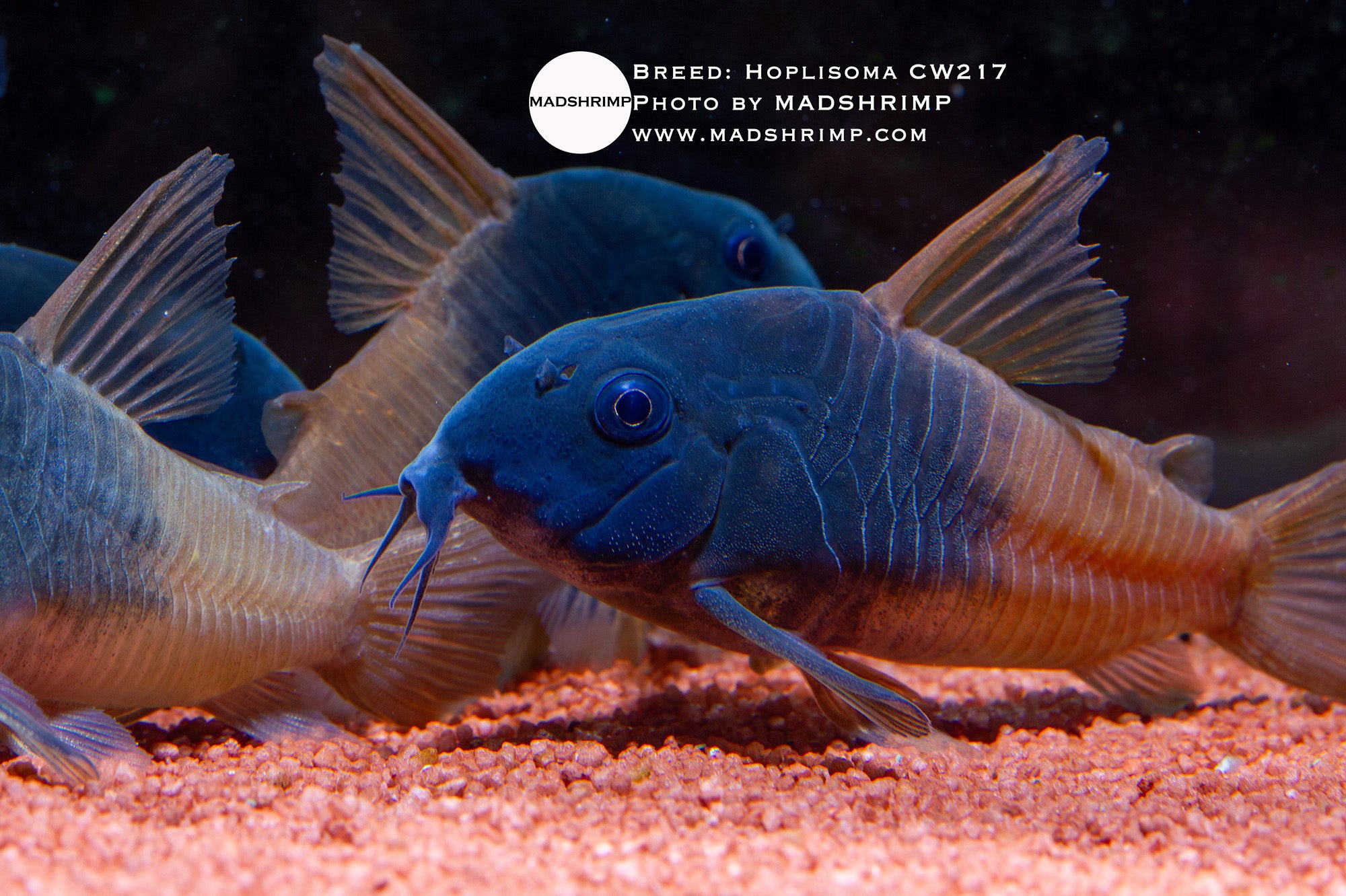Rio Tomo Corydoras (Hoplisoma CW217), photo 2