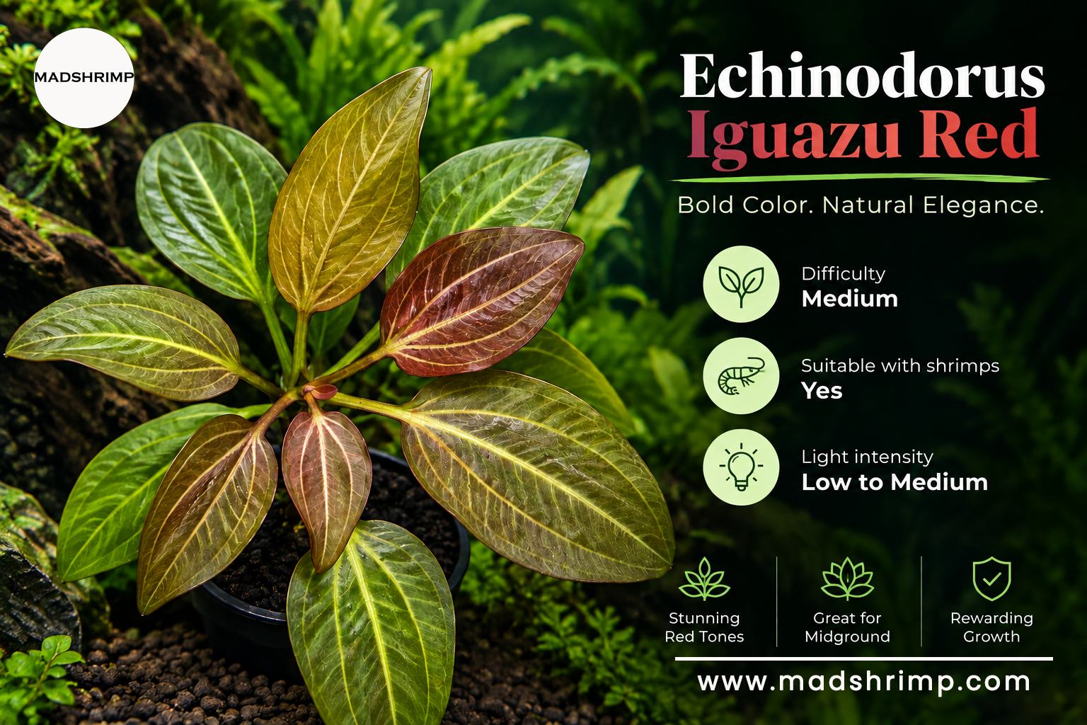 Echinodorus Iguazu Red sword plant
