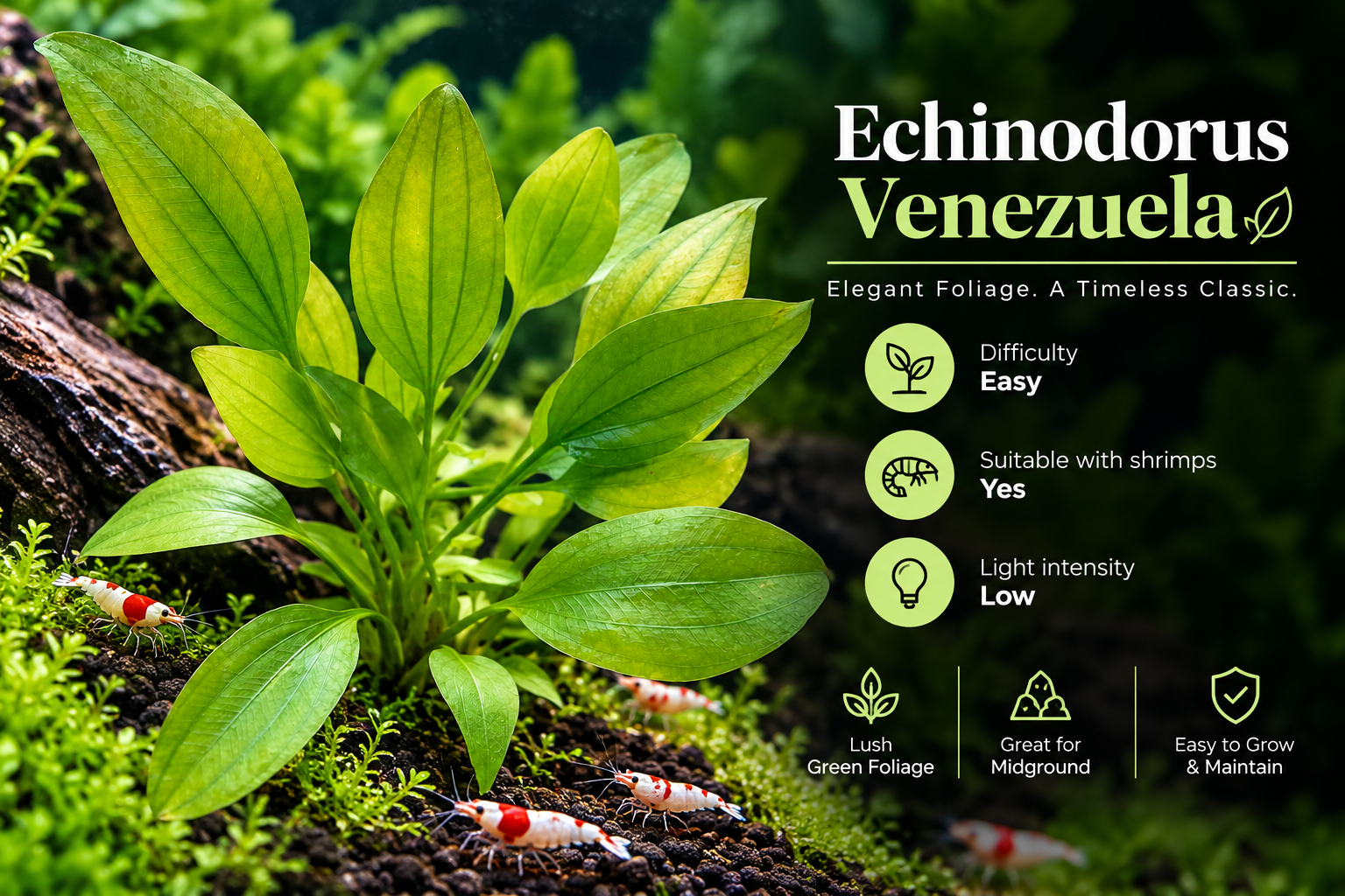 Echinodorus Venezuela