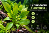 Echinodorus Venezuela