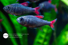 Hyphessobrycon Eilyos