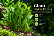Giant Java fern (Leptochilus pteropus), an easy low-light background plant, with red and white shrimp