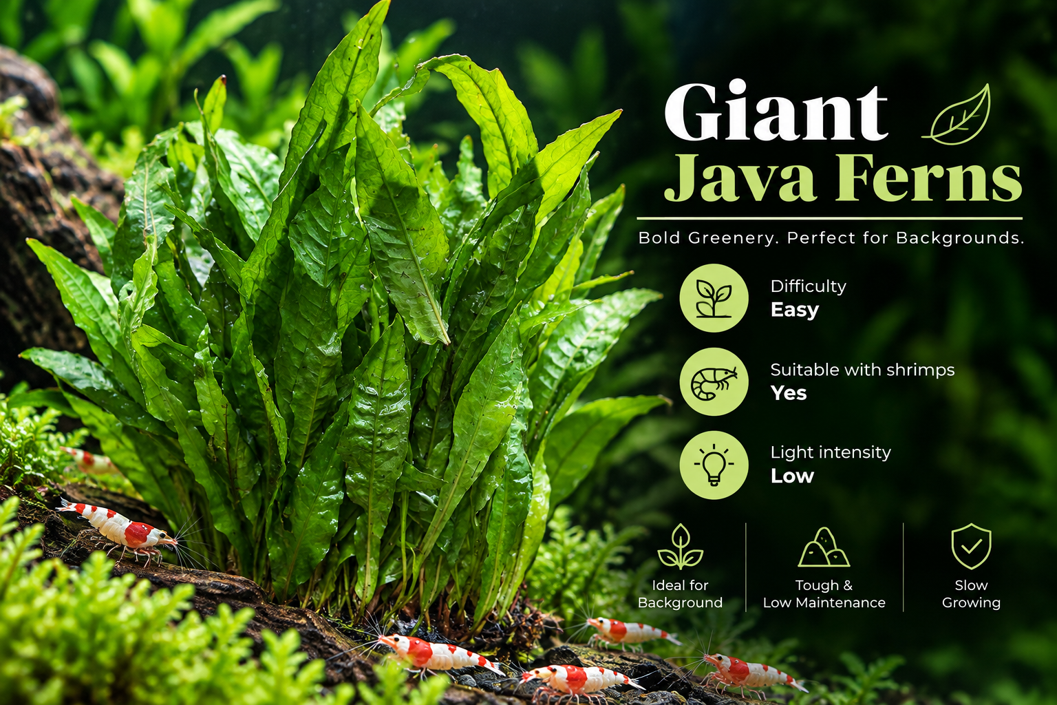 Giant Java fern (Leptochilus pteropus), an easy low-light background plant, with red and white shrimp