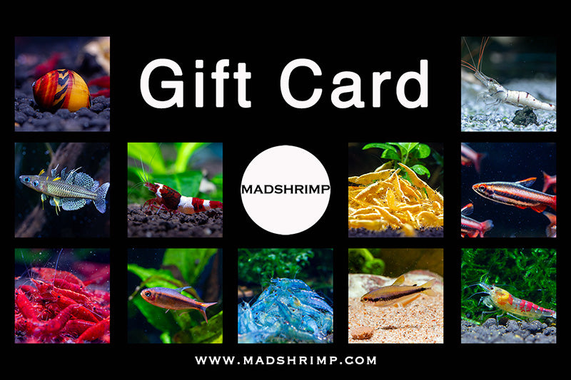 MADSHRIMP Gift Card