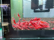 Flamingo Galaxy Caridina shrimp, photo 2