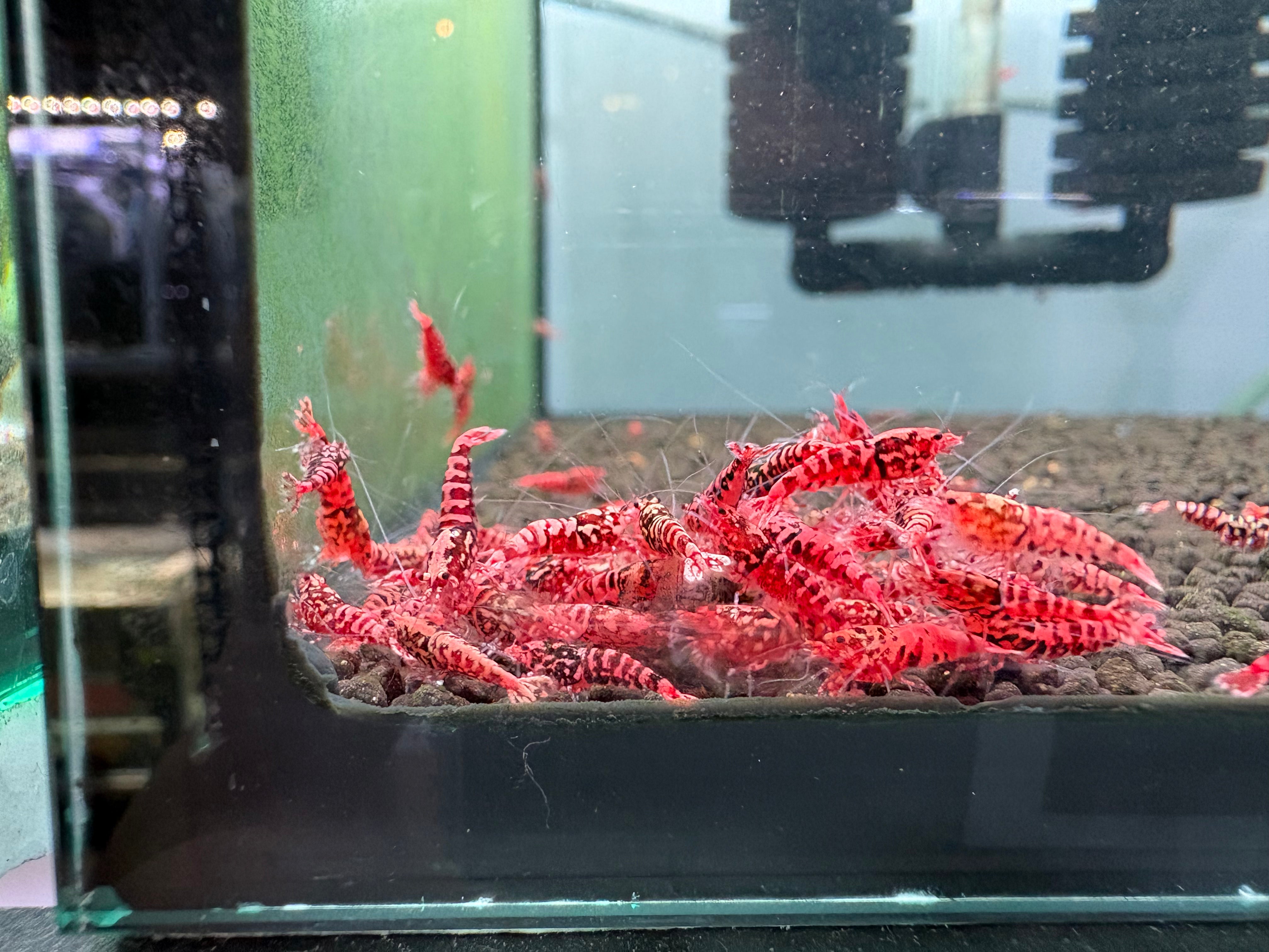 Flamingo Galaxy Caridina shrimp, photo 2