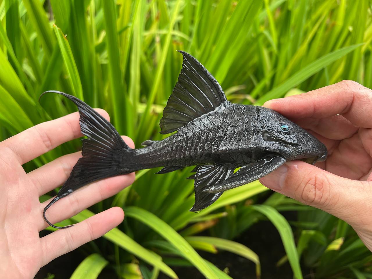 Blue Eye Panaque pleco (Panaque suttonorum)