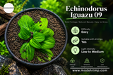 Echinodorus Iguazu