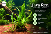 Java fern (Leptochilus pteropus)