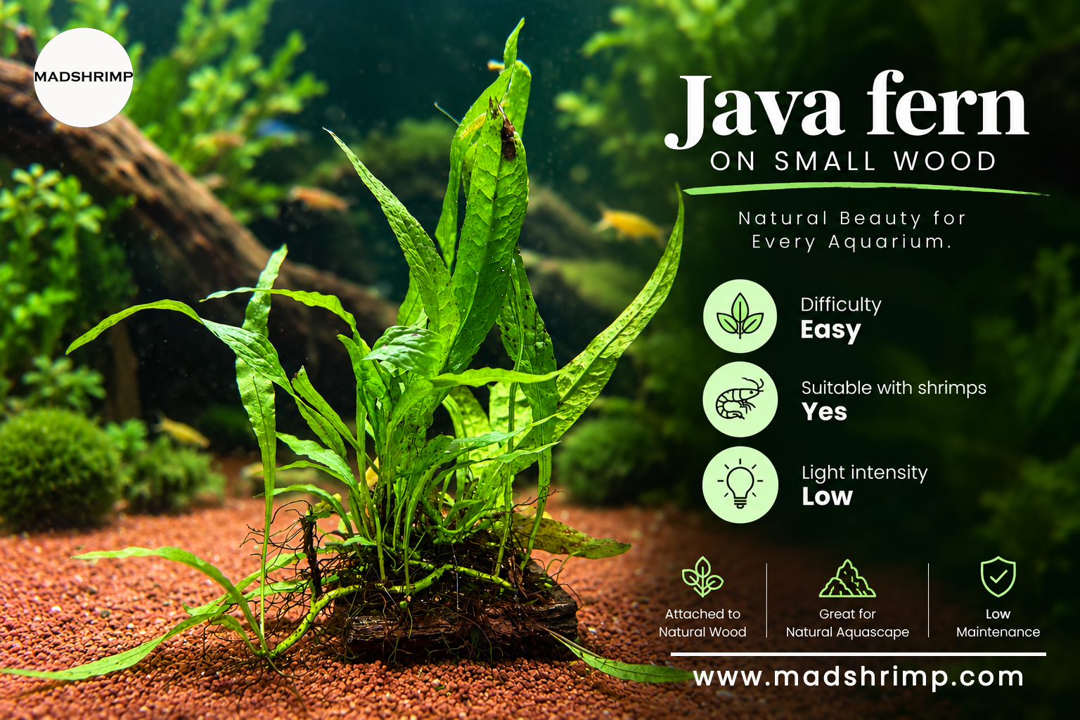 Java fern (Leptochilus pteropus)