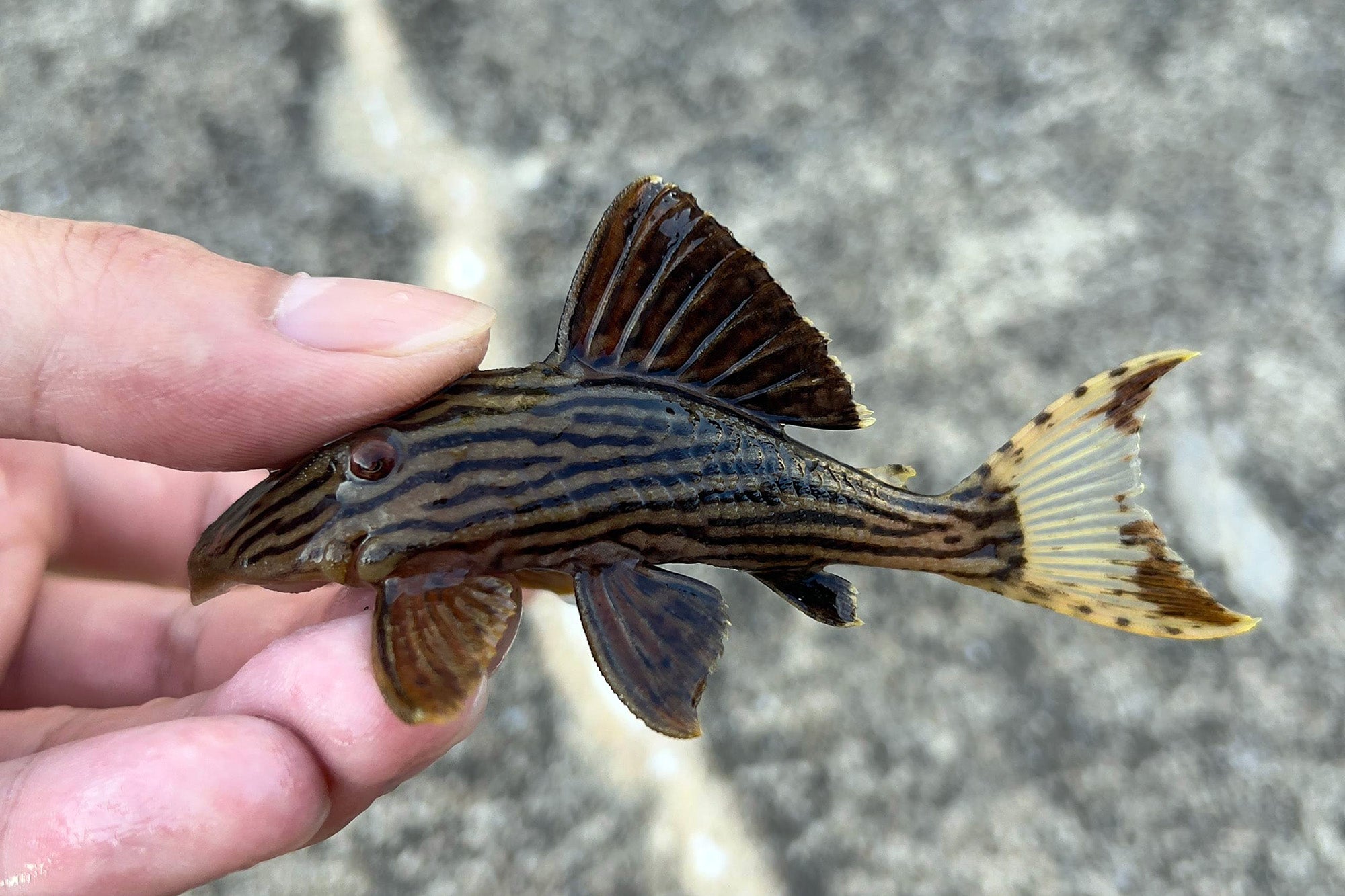 L27B royal pleco (Panaque armbrusteri)
