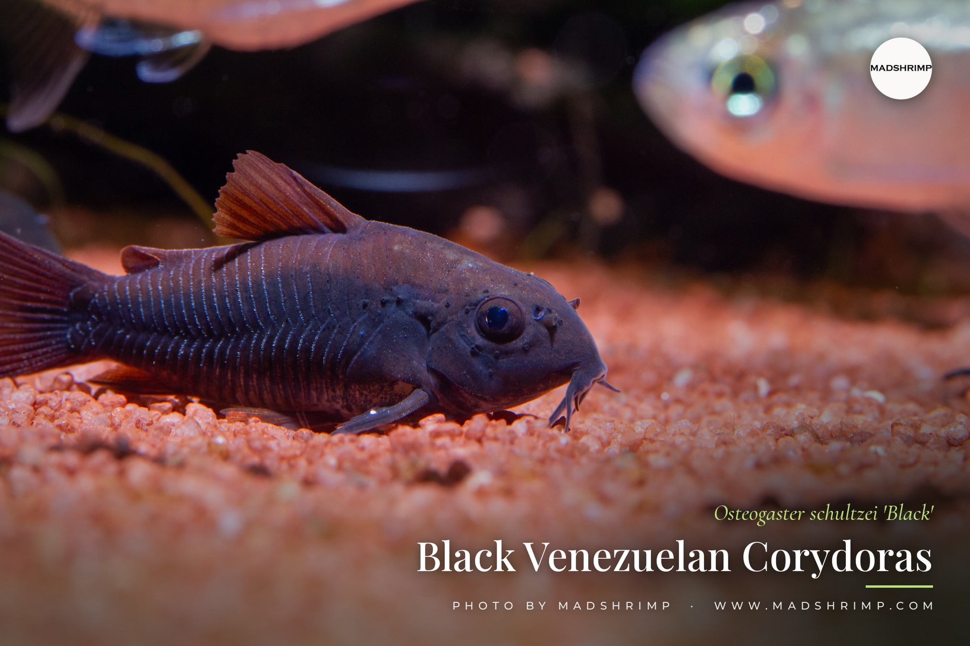 Black Venezuelan Corydoras (Osteogaster schultzei 'Black') on sand