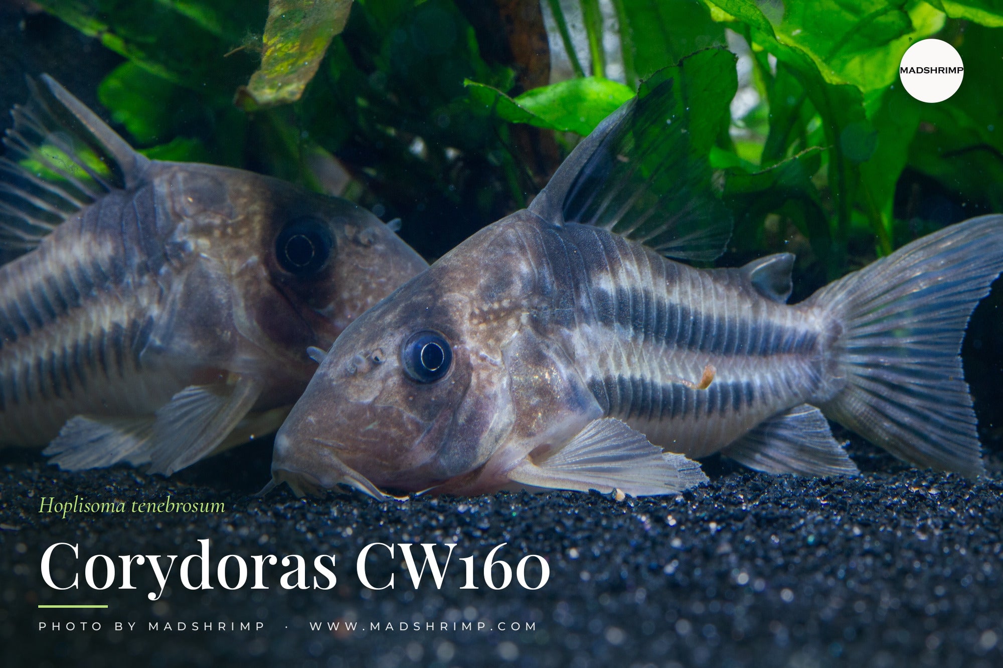 Hoplisoma tenebrosum (Corydoras CW160) armoured catfish - MADSHRIMP