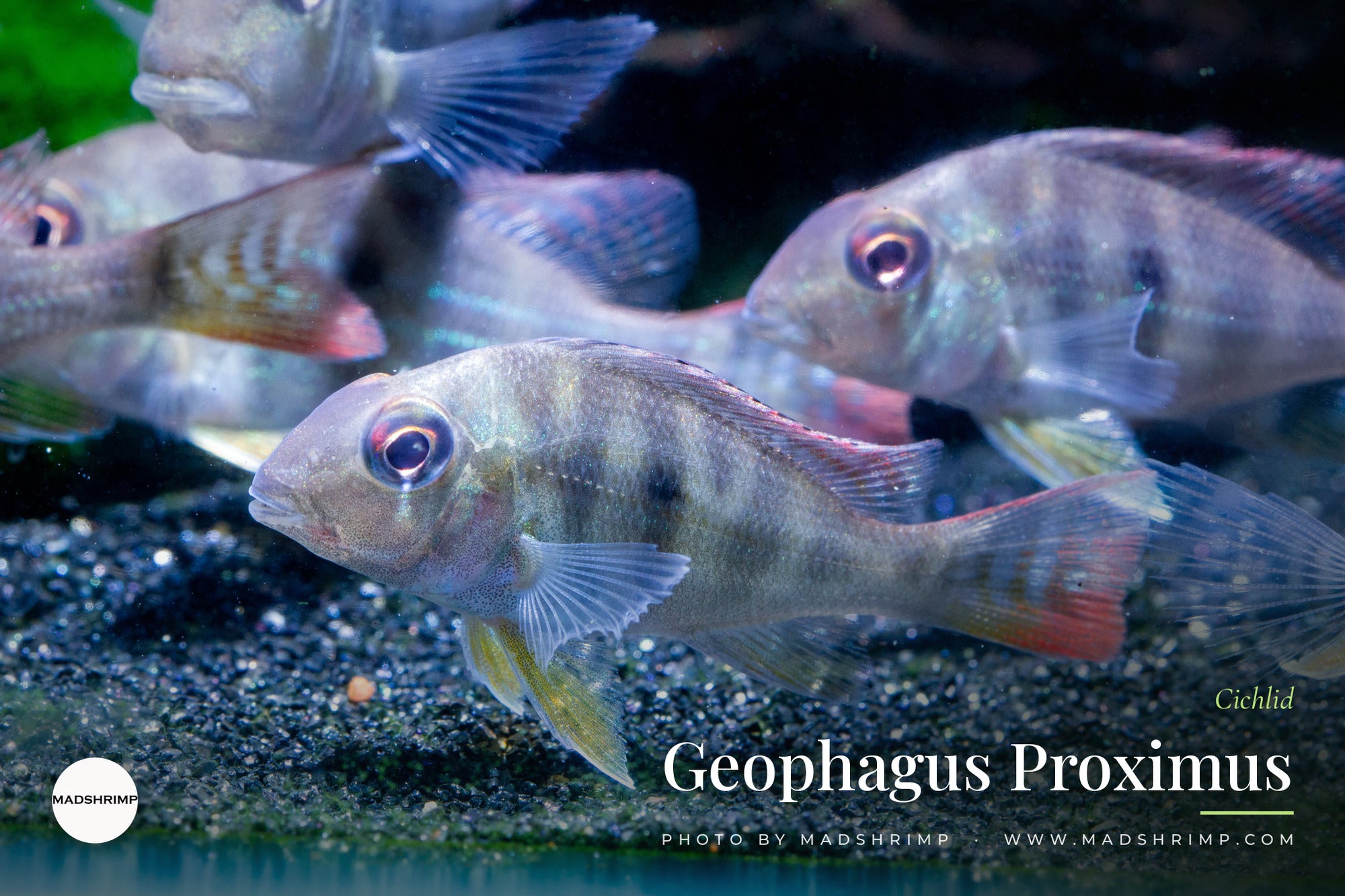 Geophagus Proximus cichlids swimming over dark sand, showing the dark midlateral marking and red-edged tail