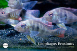 Geophagus Proximus