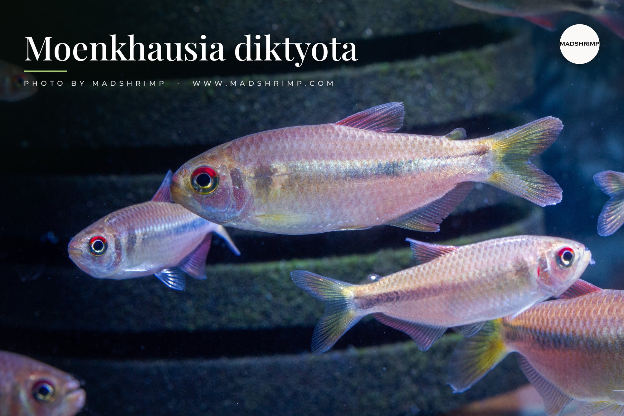 Moenkhausia diktyota (Diktyota Tetra) - MADSHRIMP