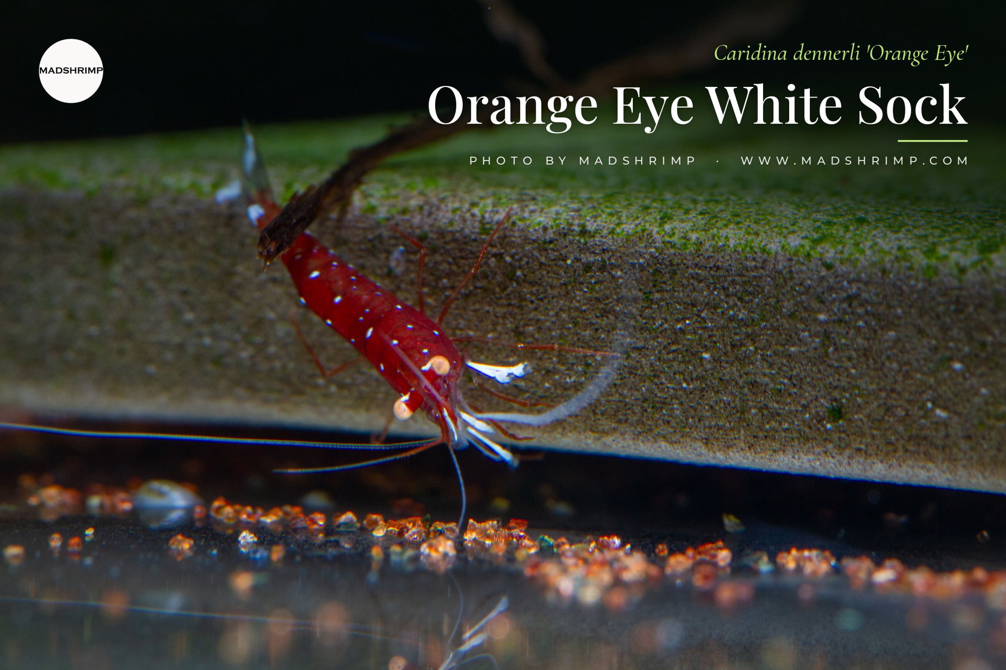 Orange Eye White Sock shrimp (Caridina dennerli 'Orange Eye'), red body with white spots, white legs and orange eyes, on a mossy rock