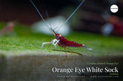 Side view of an Orange Eye White Sock shrimp (Caridina dennerli) showing its orange eye and white-tipped legs