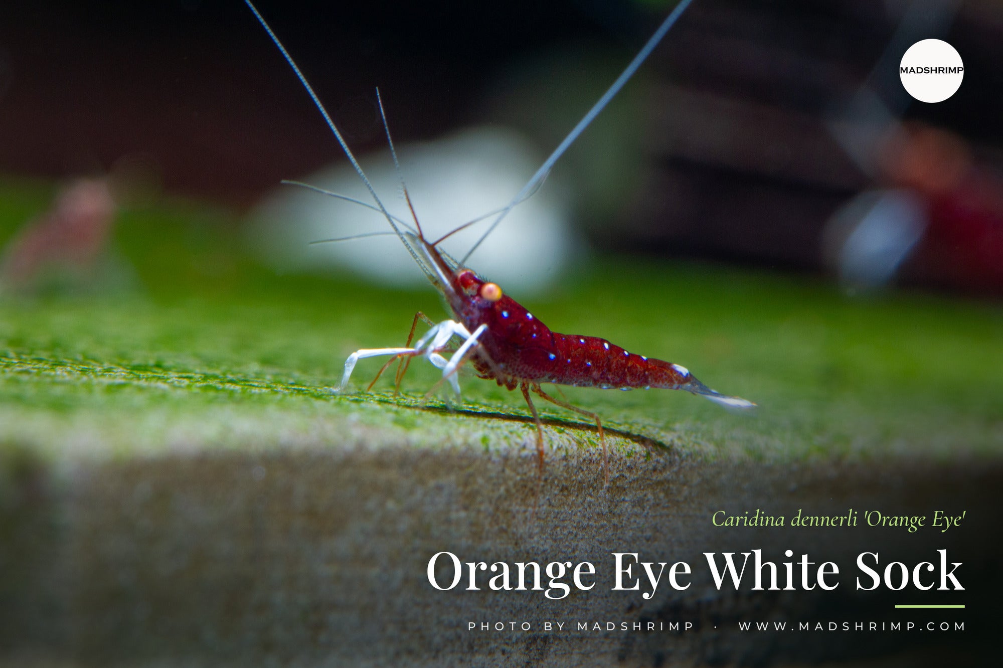Side view of an Orange Eye White Sock shrimp (Caridina dennerli) showing its orange eye and white-tipped legs