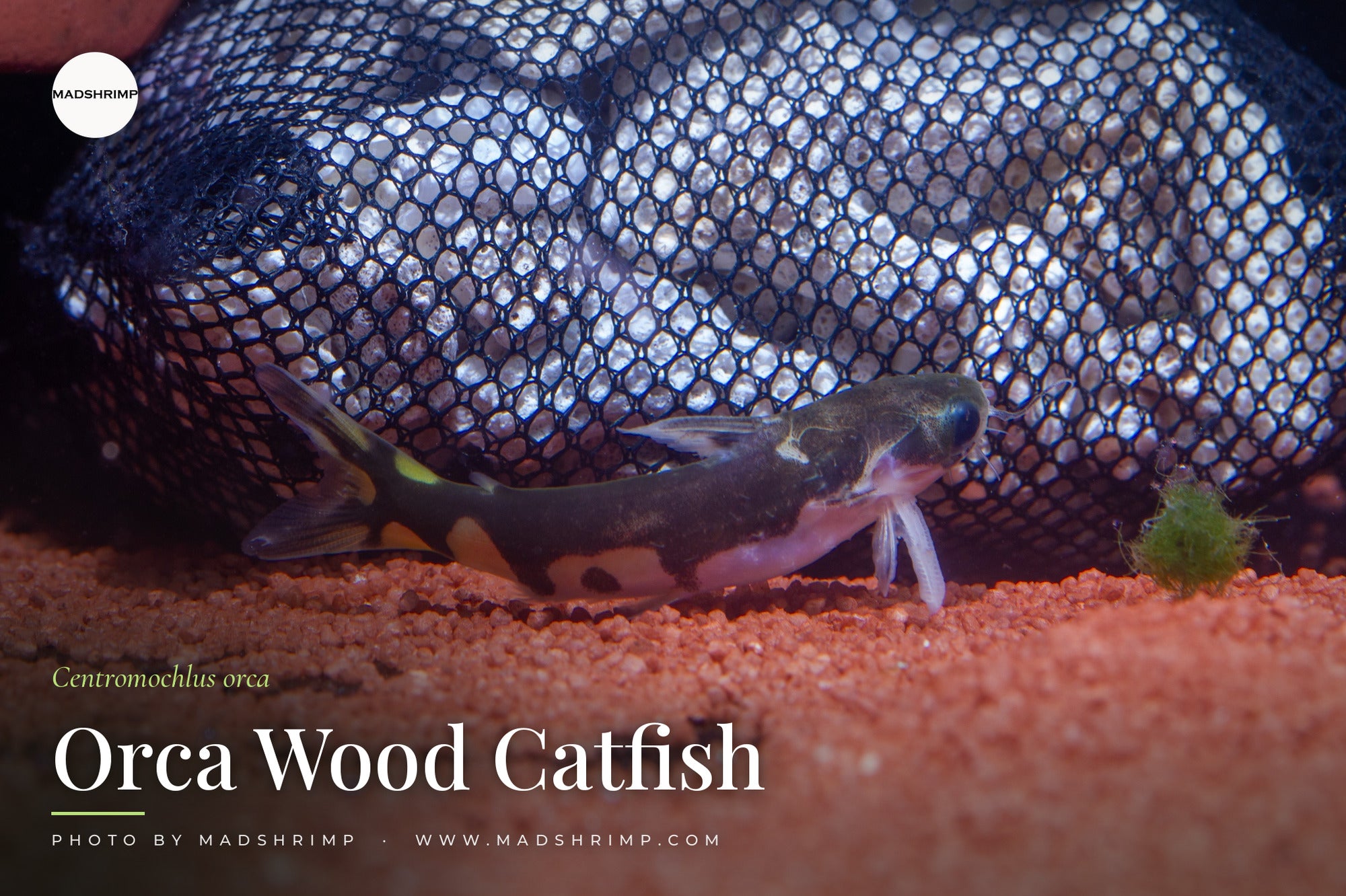Centromochlus orca (Orca Wood Catfish) - MADSHRIMP