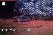 Centromochlus orca (Orca Wood Catfish) - MADSHRIMP