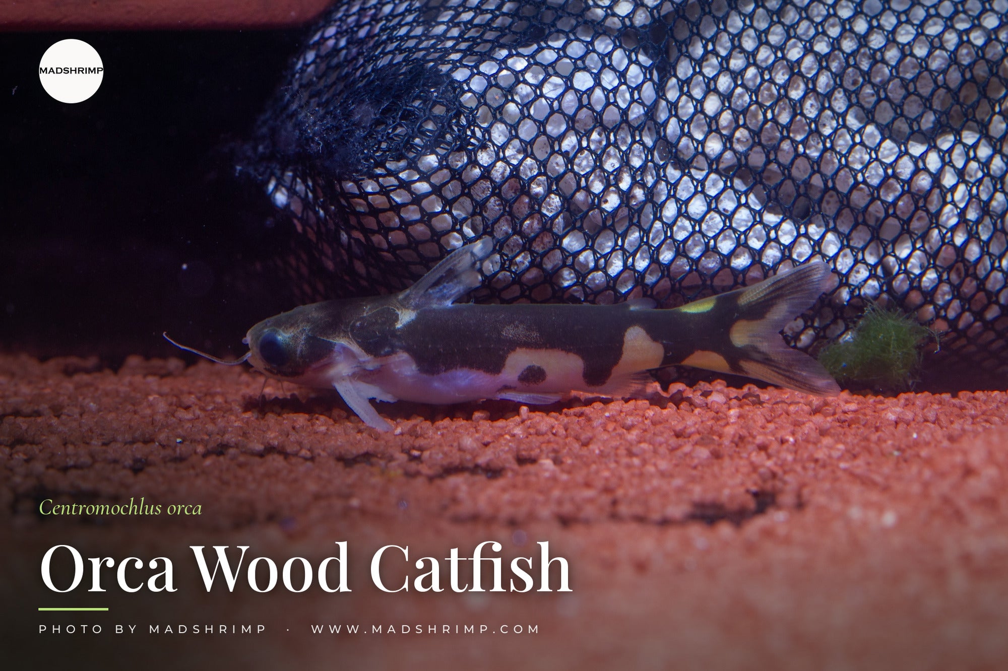Centromochlus orca (Orca Wood Catfish) - MADSHRIMP