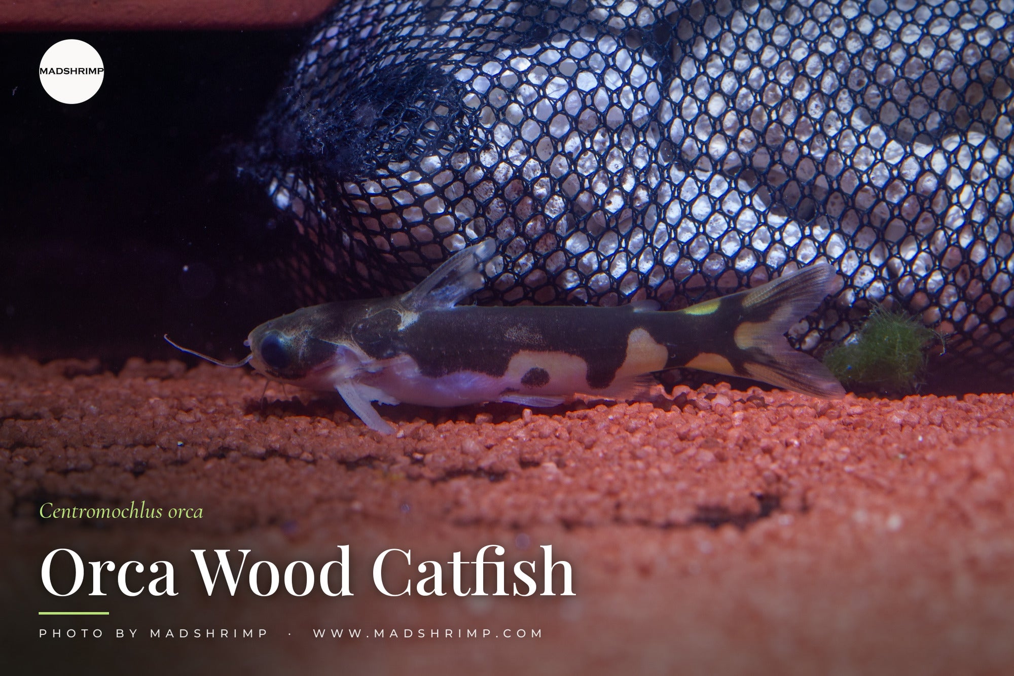 Centromochlus orca (Orca Wood Catfish) - MADSHRIMP