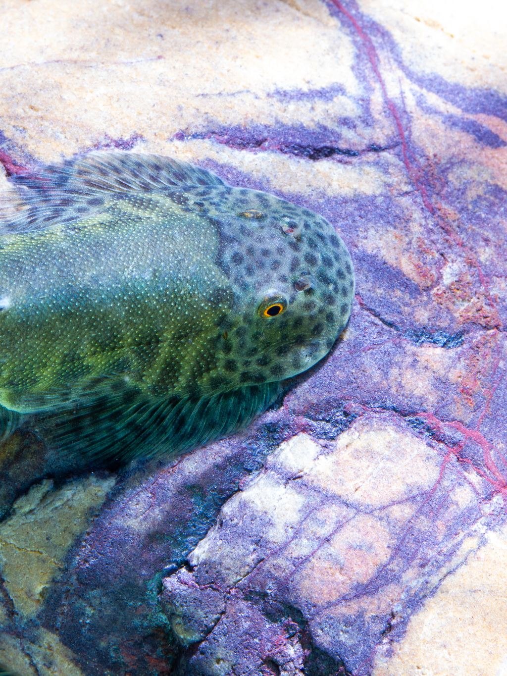 Wild-caught pleco resting on a rock at MADSHRIMP Singapore