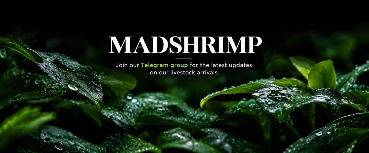 Join the MADSHRIMP Telegram group for livestock arrival updates