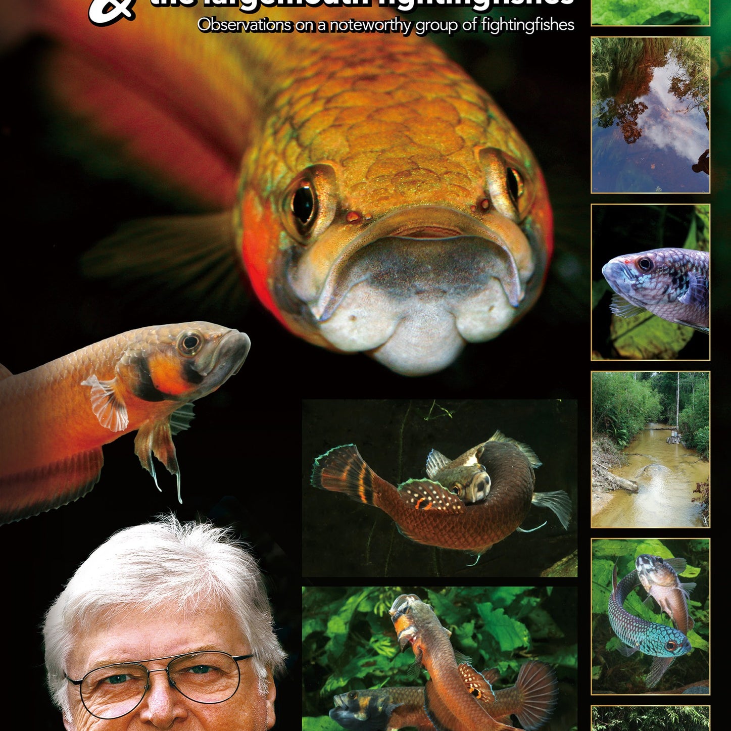 Betta macrostoma and largemouth fighting fish book by Horst Linke