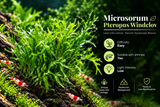 Microsorum Pteropus Windelov