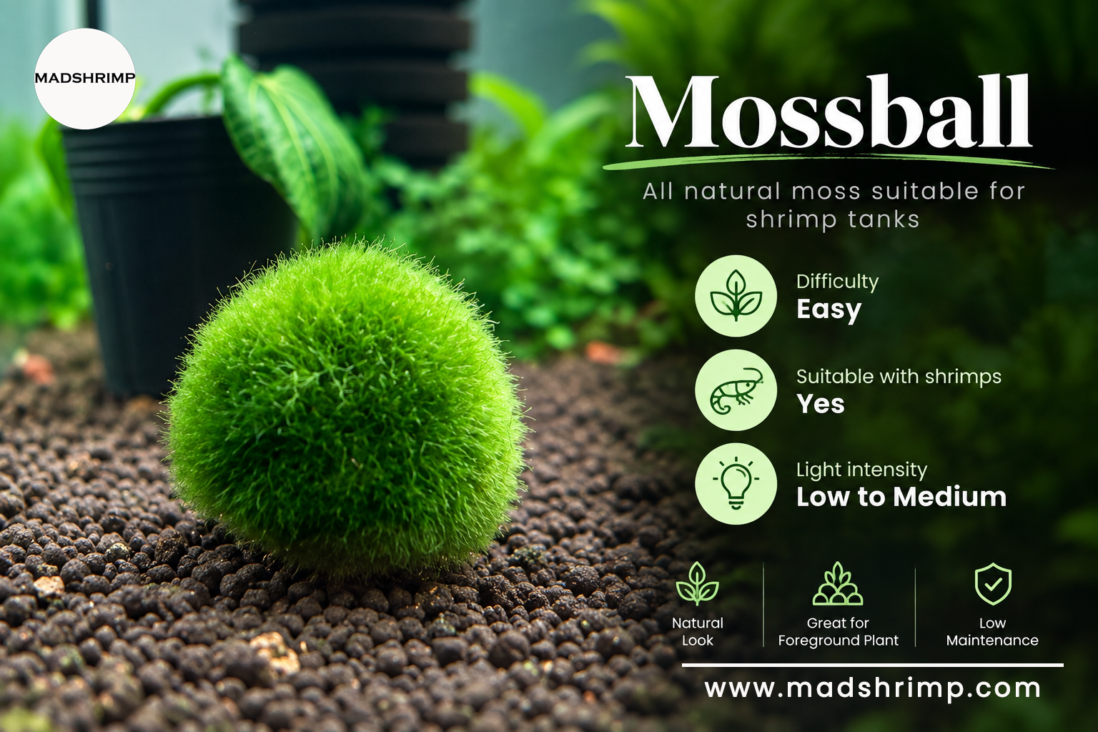 Marimo moss ball (Aegagropila linnaei)