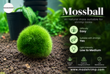 Marimo Moss Ball