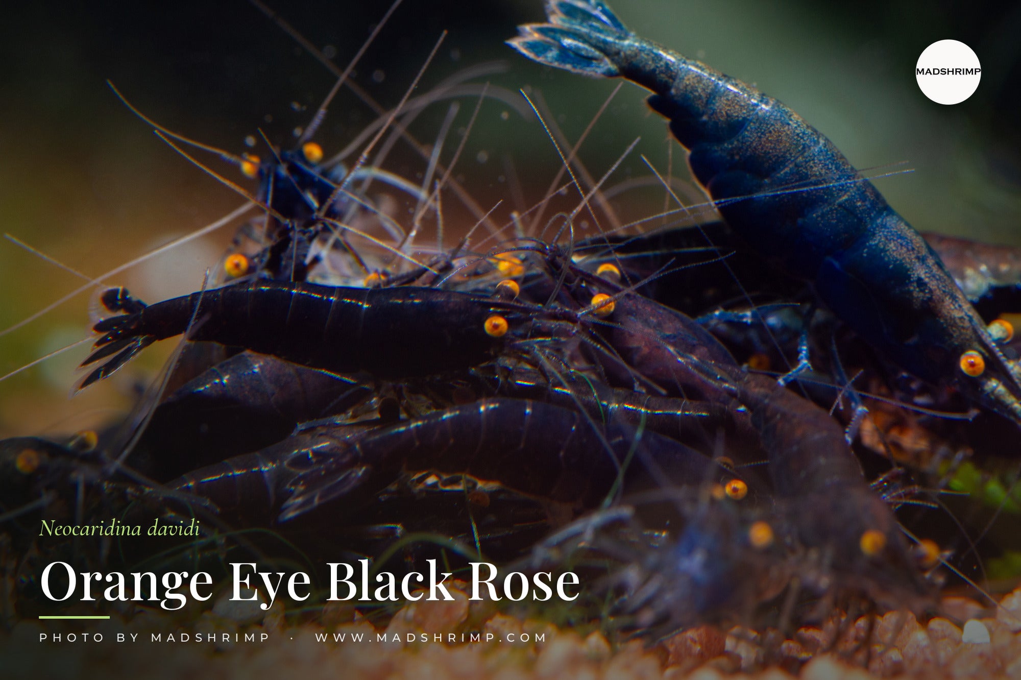 Orange Eye Black Rose