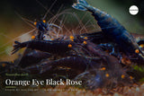 Orange Eye Black Rose
