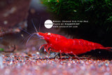 Golden Eye Fire Red