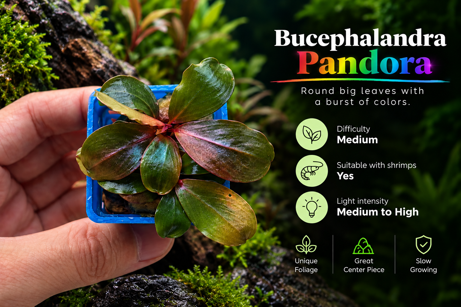 Bucephalandra Pandora aquarium plant