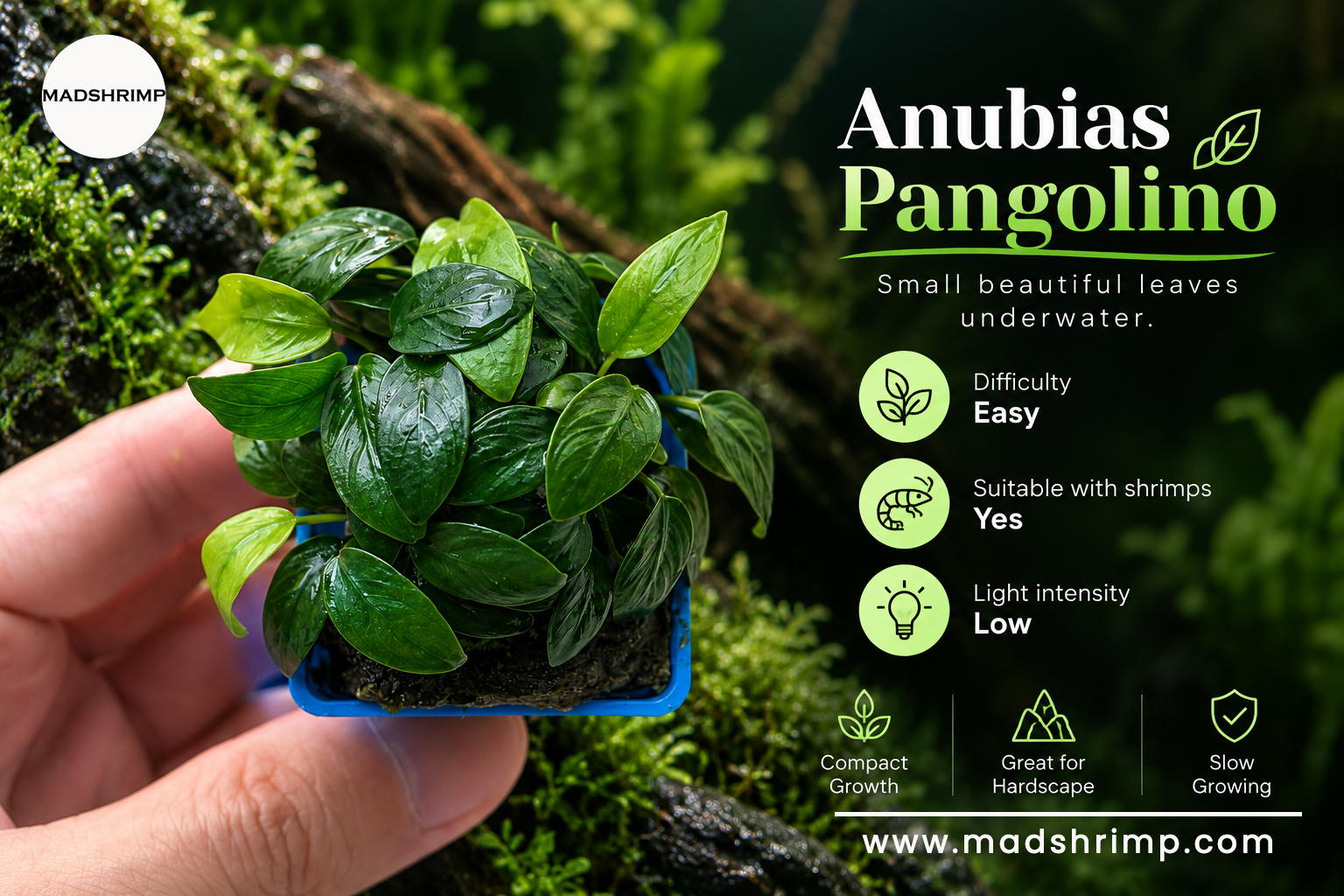 Anubias pangolino aquarium plant