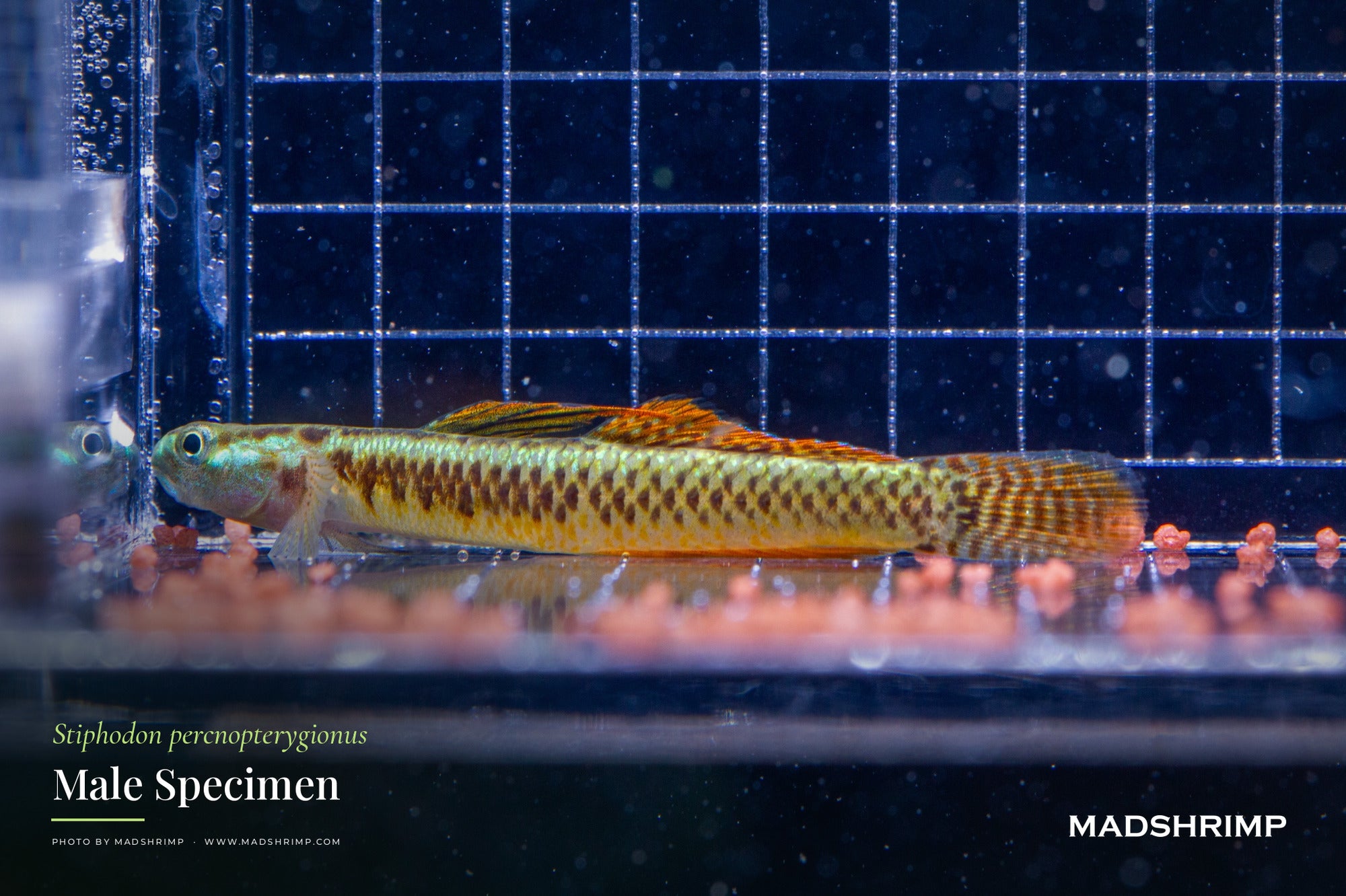 Stiphodon percnopterygionus (Pair)