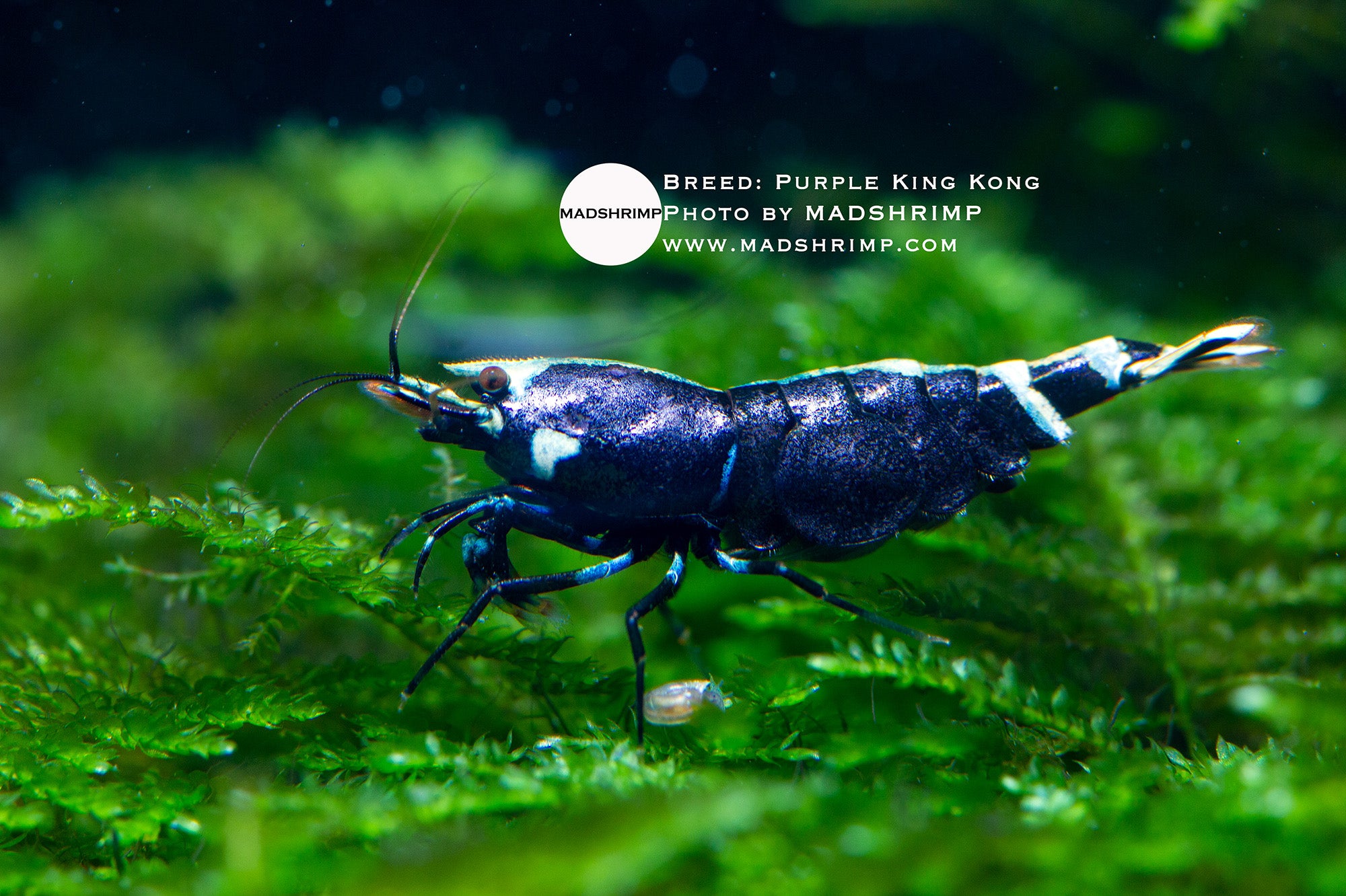Purple King Kong Caridina shrimp